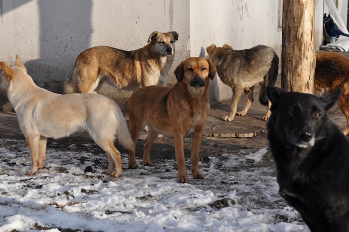 About the problem of stray dogs and methods of solution - Doghunters, , Radical animal protection, Longpost