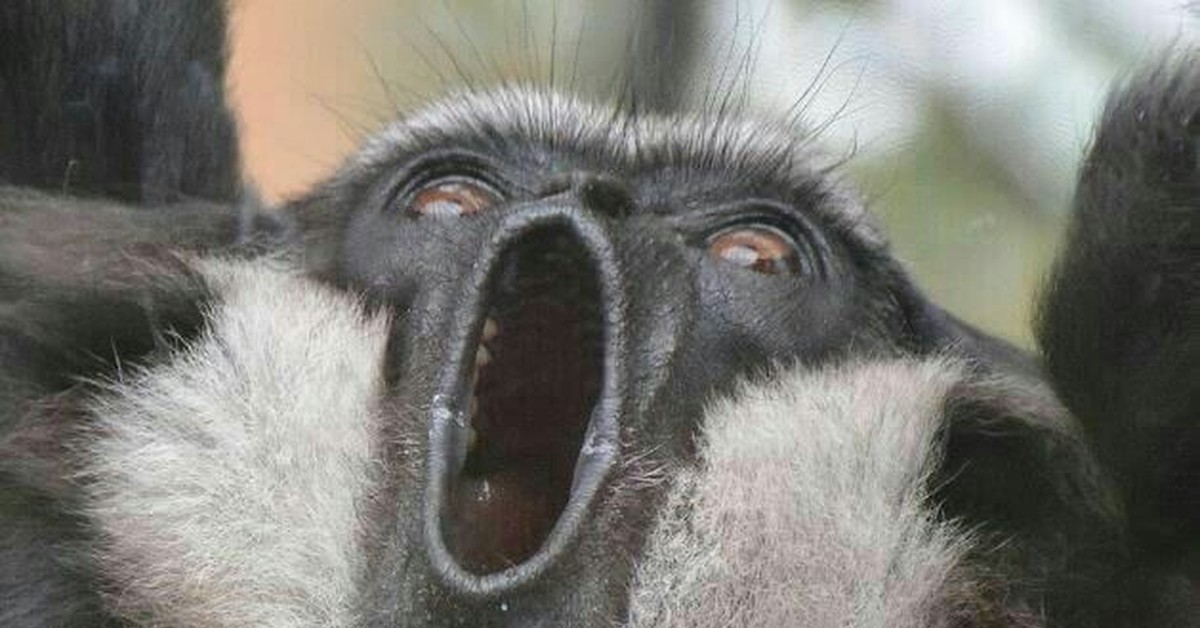 Упоротая обезьяна. Упоротая обезьяна. Обезьяна. Мартышка гиббон. Чучела животных.