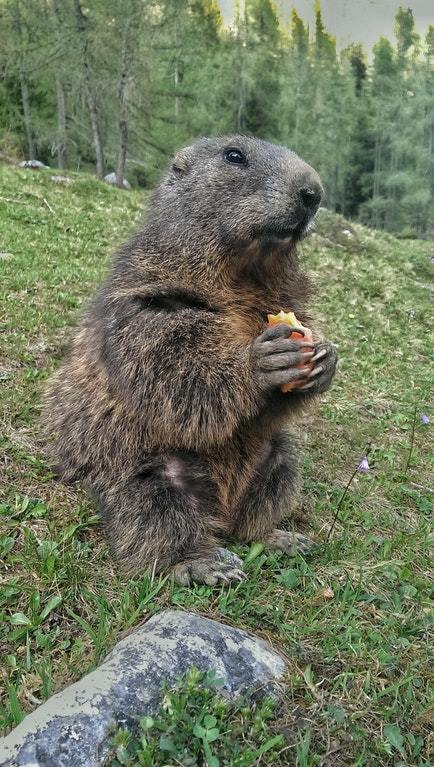 Snack time! - The photo, Snack, Food, Gopher, Animals