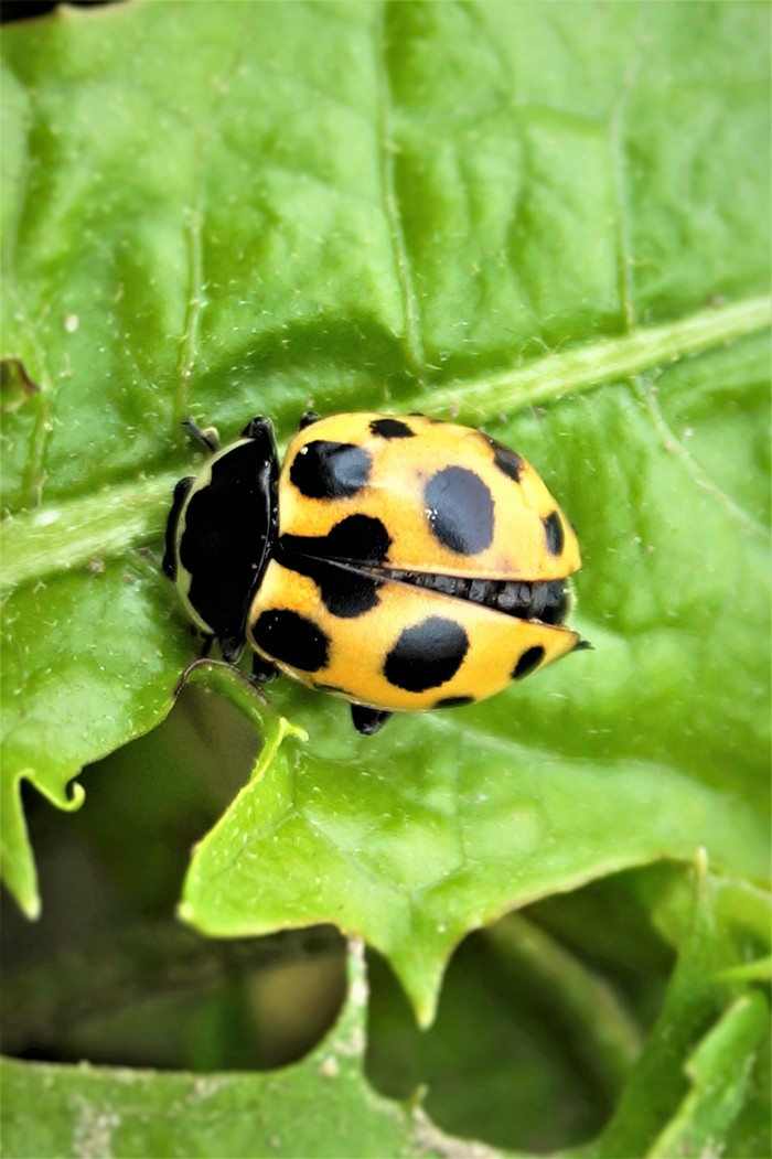 Yellow ladybug. - My, Insect, , ladybug, Insects, The photo