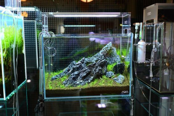 Nano iwagumi - Aquarium, Aquarium fish, Aquascape