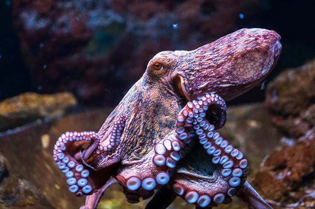 Magic Octopus Skin - Octopus, Disguise, how he does it, , GIF, Longpost