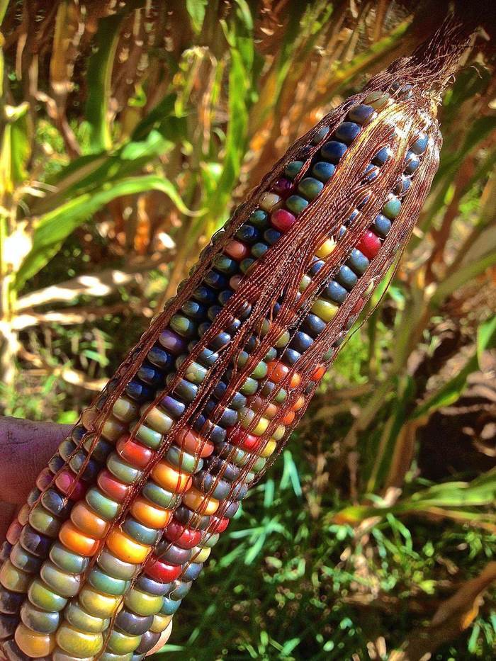 Gem corn - Corn, Beautiful, Unusual, Nature, Plants, Amazing, Color, The photo