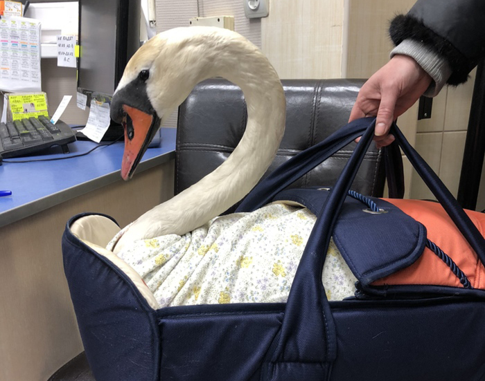 Remember that swan from a recent post? His story. - My, No rating, Kaliningrad, Volunteering, Shelter, Help, Longpost