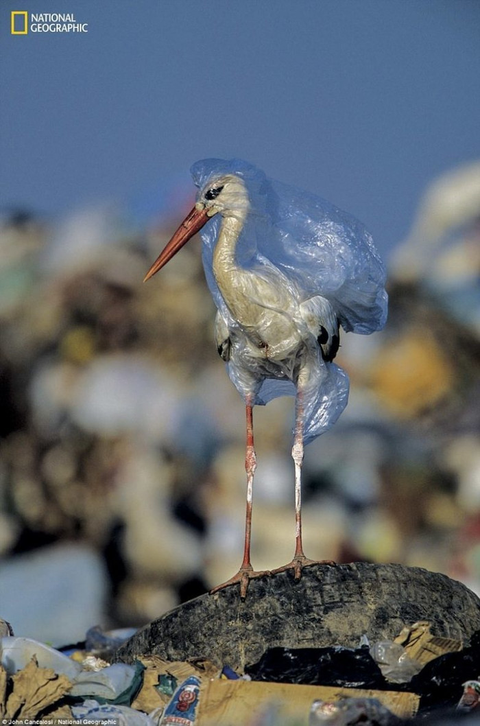 This is all that remains after me. Or not? - Ecology, Planet, Environmental pollution, Longpost, Video