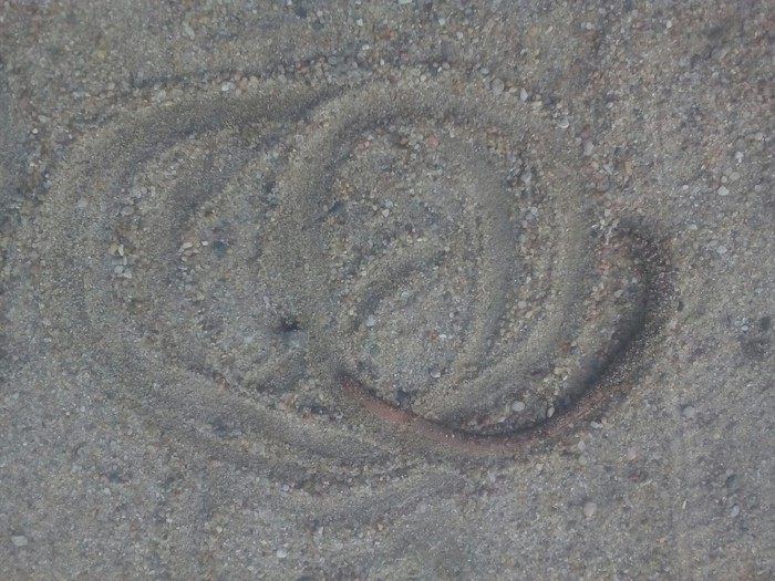 The cycle of a single worm in nature ... - My, The photo, Footprints, Worm, The cycle