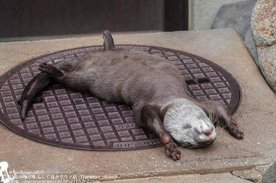 When you can relax - Otter, Dream