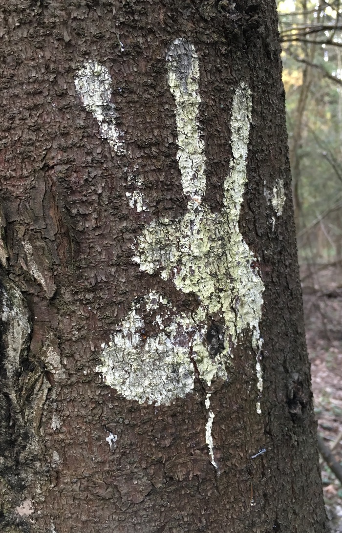 Just a cool photo, xs what to call the topic .. - My, Hand, Tree, Forest, 