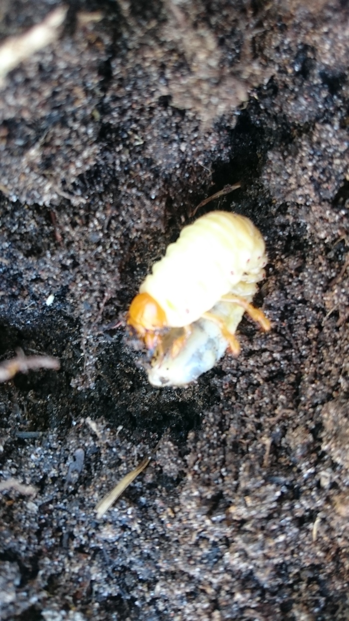 When you're taking pictures with your phone and the only appropriate setting is food mode - My, Mobile photography, Chafer, Larva, Insects