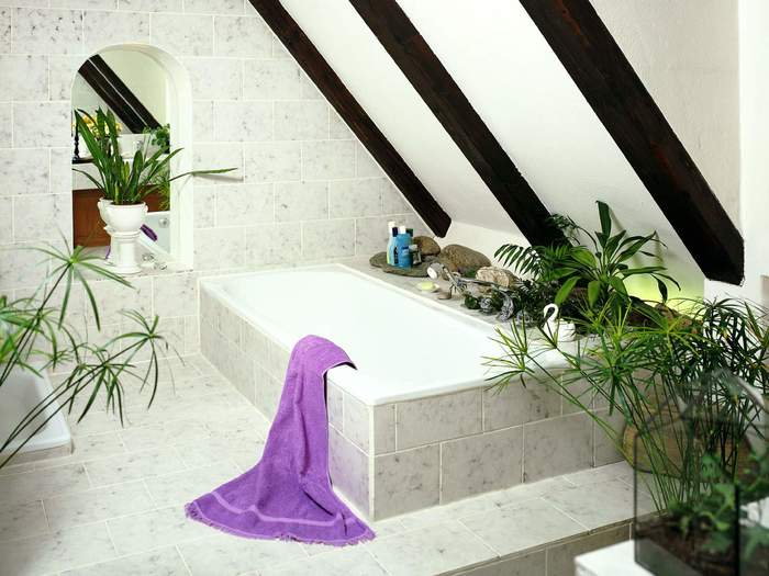 Хорошая мысль: Растения в ванной Комнатные растения, Ванная, Длиннопост