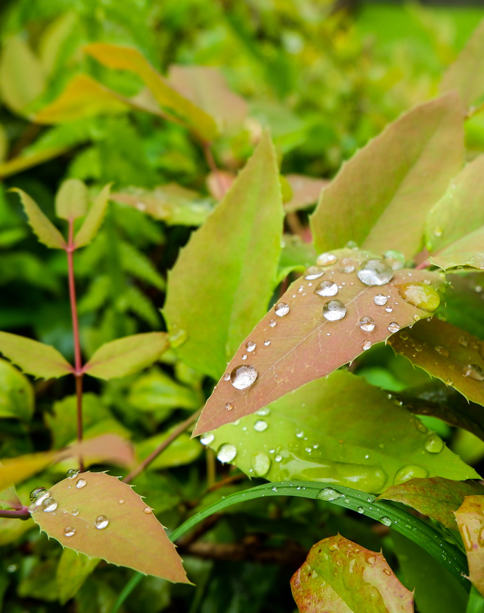 morning freshness - My, Dew, Morning, The photo, Drops, Plants