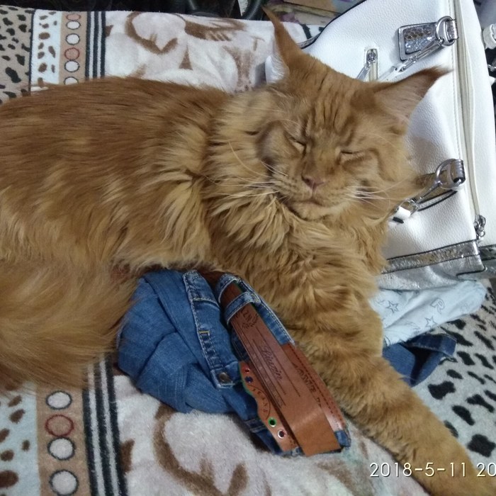 Red grabbing))) - My, Maine Coon, Domestic lynx, cat