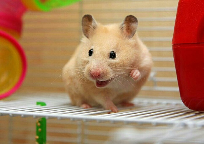 The Saratov governor announced a quarantine around the house due to rabies in a hamster. - Saratov, Hamster, Rabies