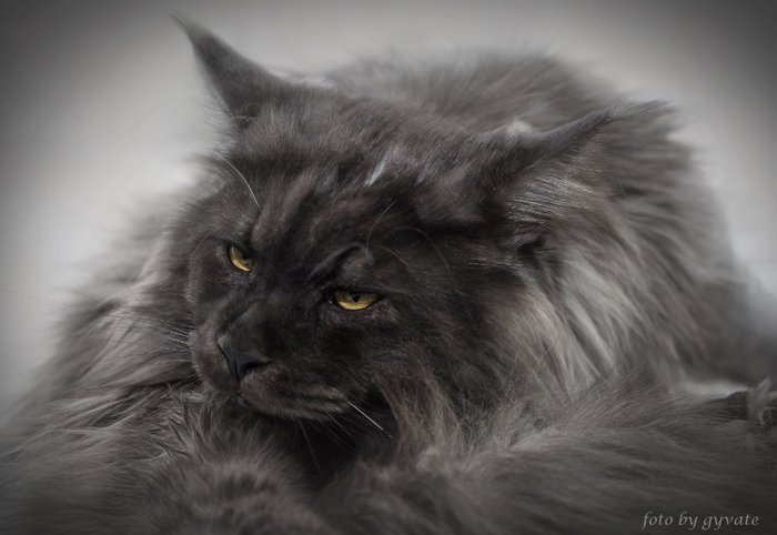 Bandit Alghero))) - My, Maine Coon, cat