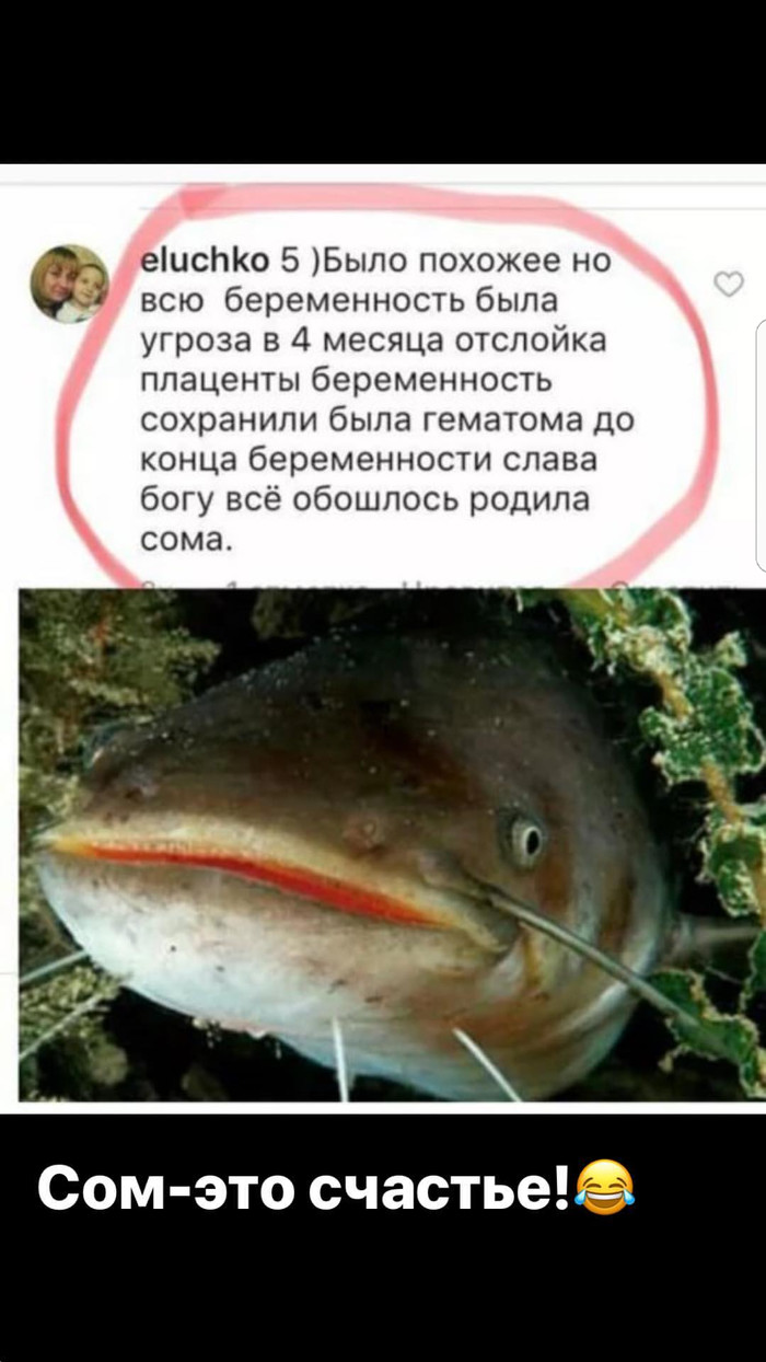 I do not envy this catfish))) - Picture with text, Images, Catfish, Humor, Longpost