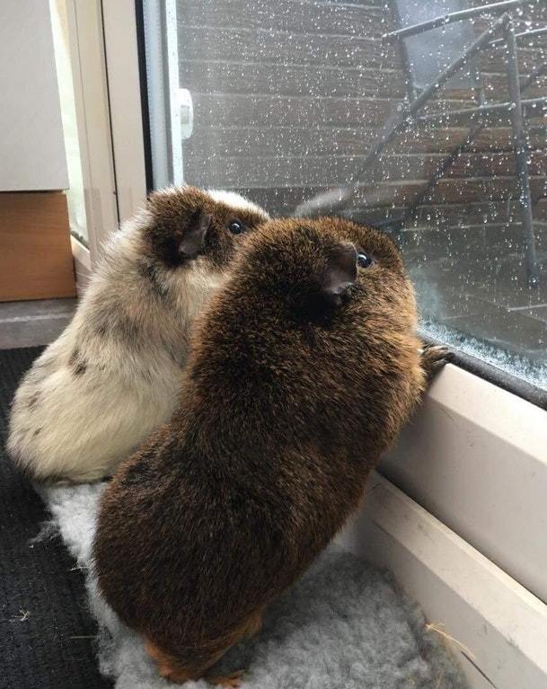 Guinea pigs enjoy the rain. - Guinea pig, Rain, The photo, Milota, Window, Reddit