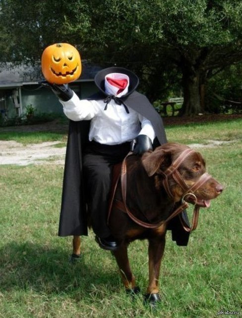 dog costume - A selection, Clothes for animals, Dog, Pinterest, Longpost