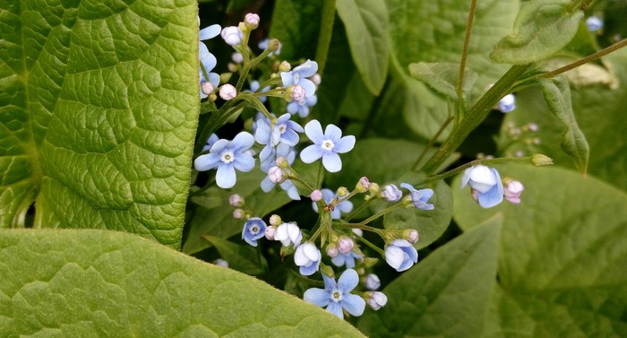 Summer weather is promised in Siberia in two days. - My, Flowers, Spring