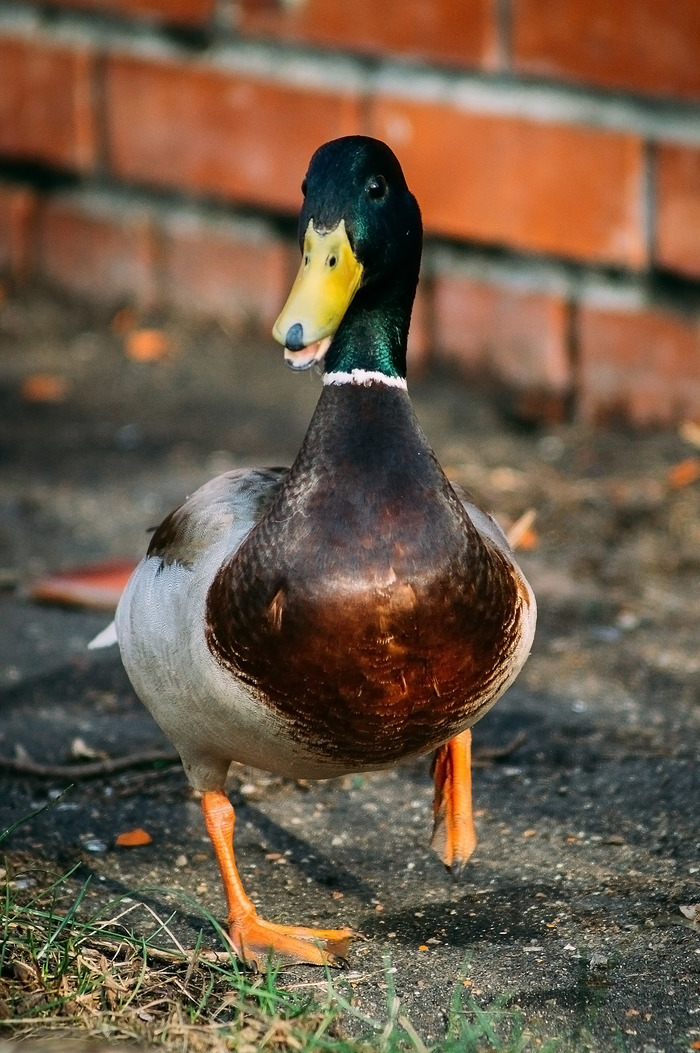 Drake - My, The photo, Drake, Duck, , Birds, Telephoto lens