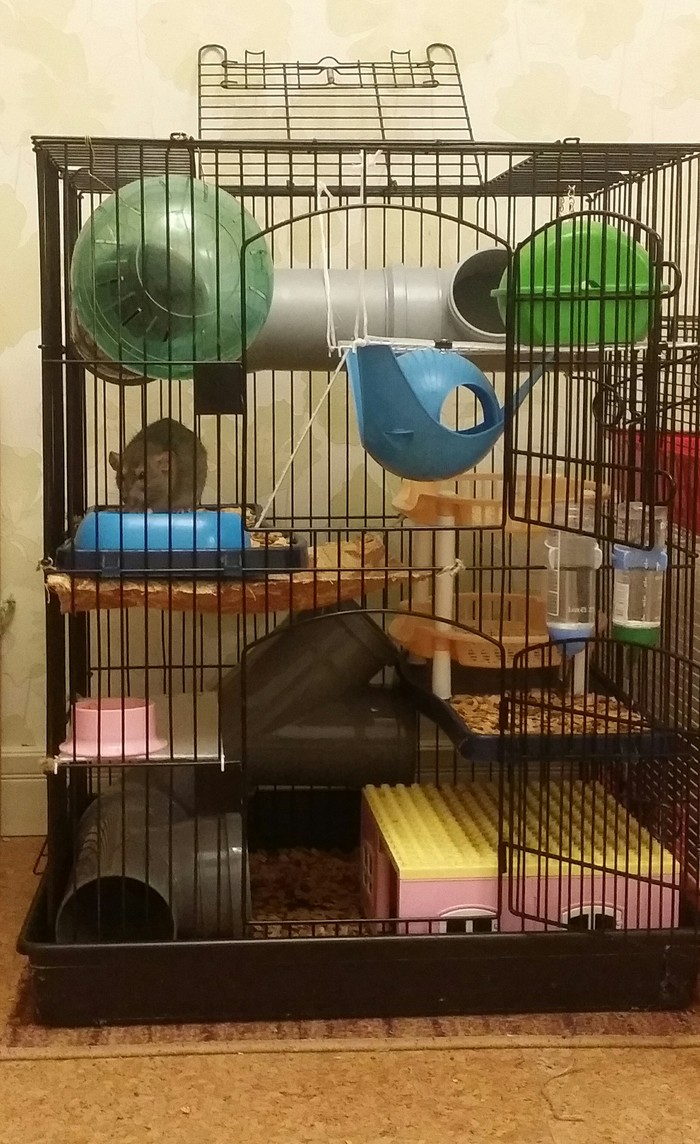 Cage of my rats. - Pet, Decorative rats, My, Pets