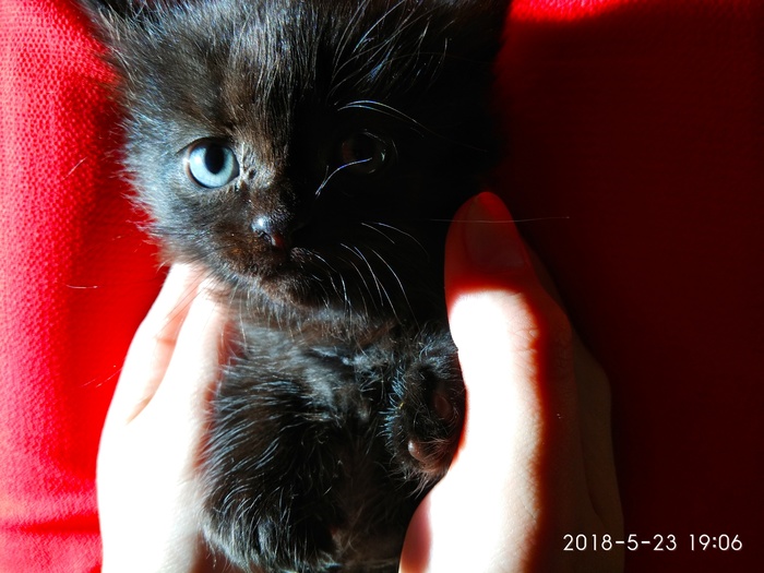 Kittens. Chelyabinsk - My, Kittens, Chelyabinsk, Help, Longpost, cat