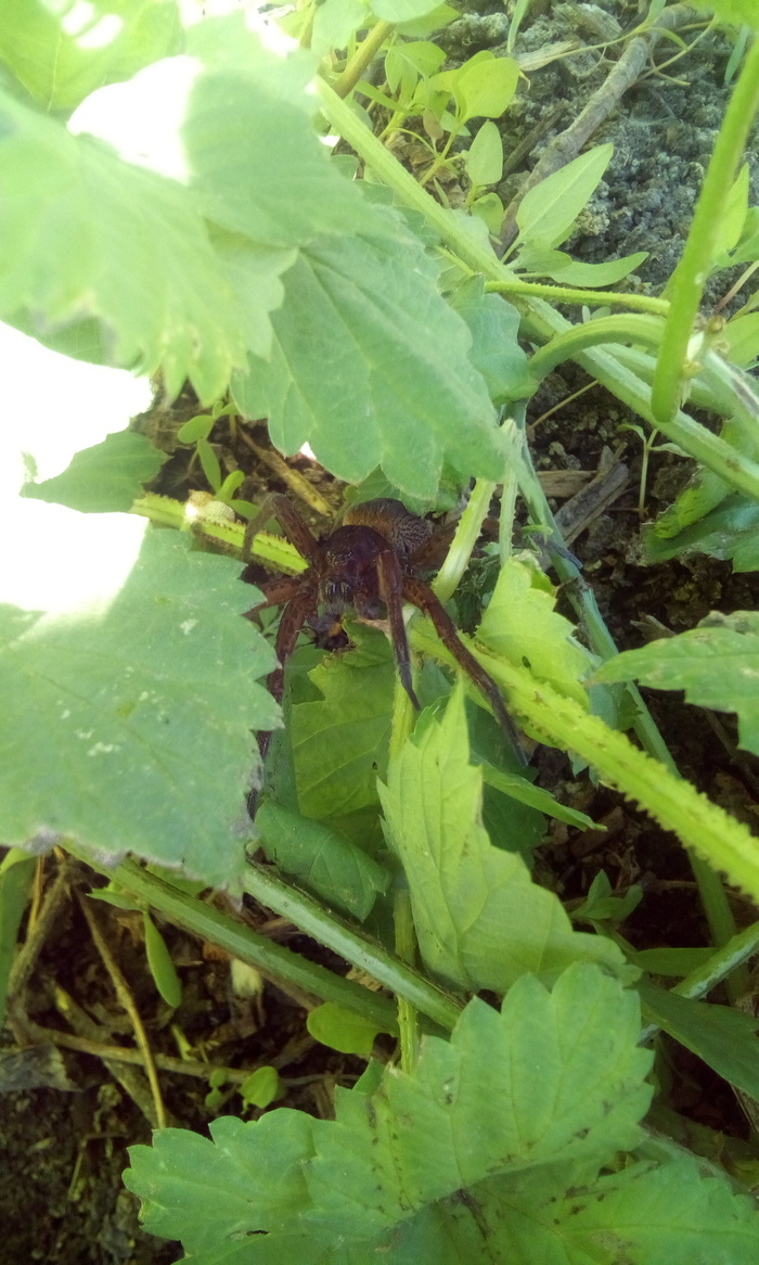 Water spider. I don't know the names. - My, , Spider