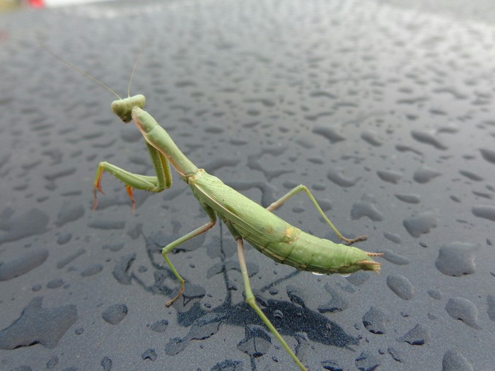 Mantis in the rain - My, Mantis, Rain, The photo, Insects