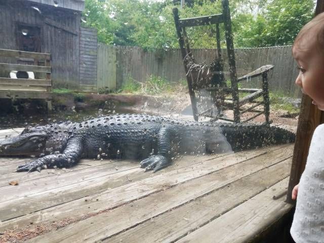 Kid, are there adults at home? - Crocodile, On the veranda, , Crocodiles