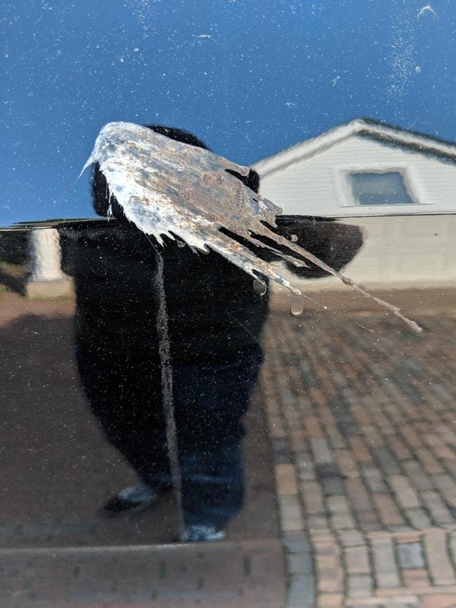 Self-portrait of a bird. - The photo, Art