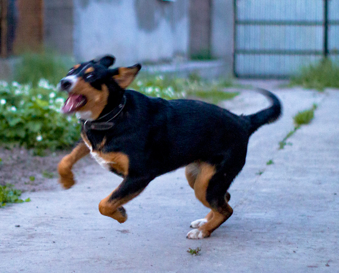 They say the best photos are taken in motion, but my dog ??doesn't seem to have heard of it. - My, Dog, Photographer