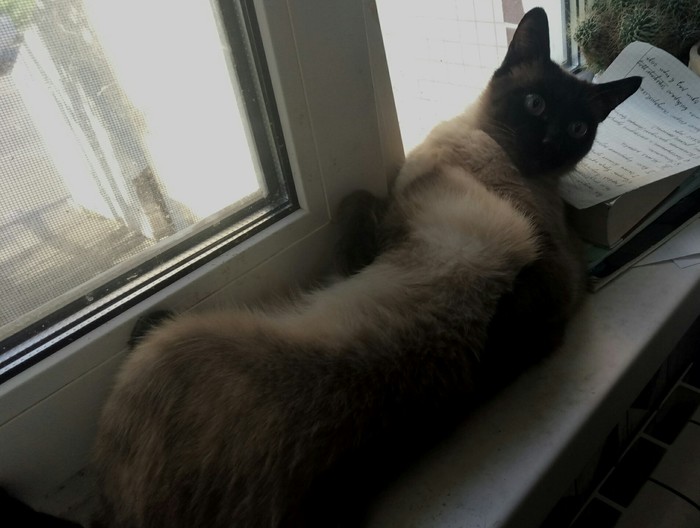 "Кто там пришел?"