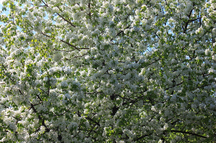 Apple trees bloomed. - My, Flowers, Apple tree, Spring, Yekaterinburg, Weather, Garden, Plants
