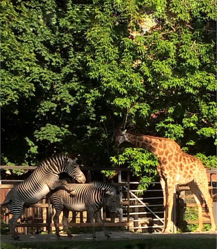 Not a petting zoo - My, zebra, Zoo, The photo, My, Strawberry, Russia