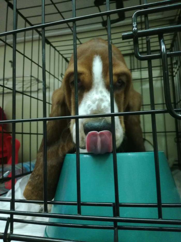 We're going to a new house - My, Basset Hound, Puppies