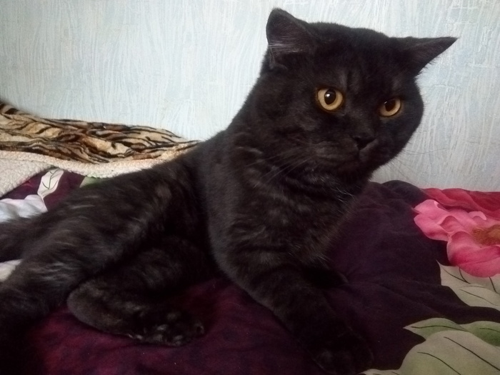 Found cat, Vladivostok - My, cat, Foundling, Vladivostok, Help, No rating