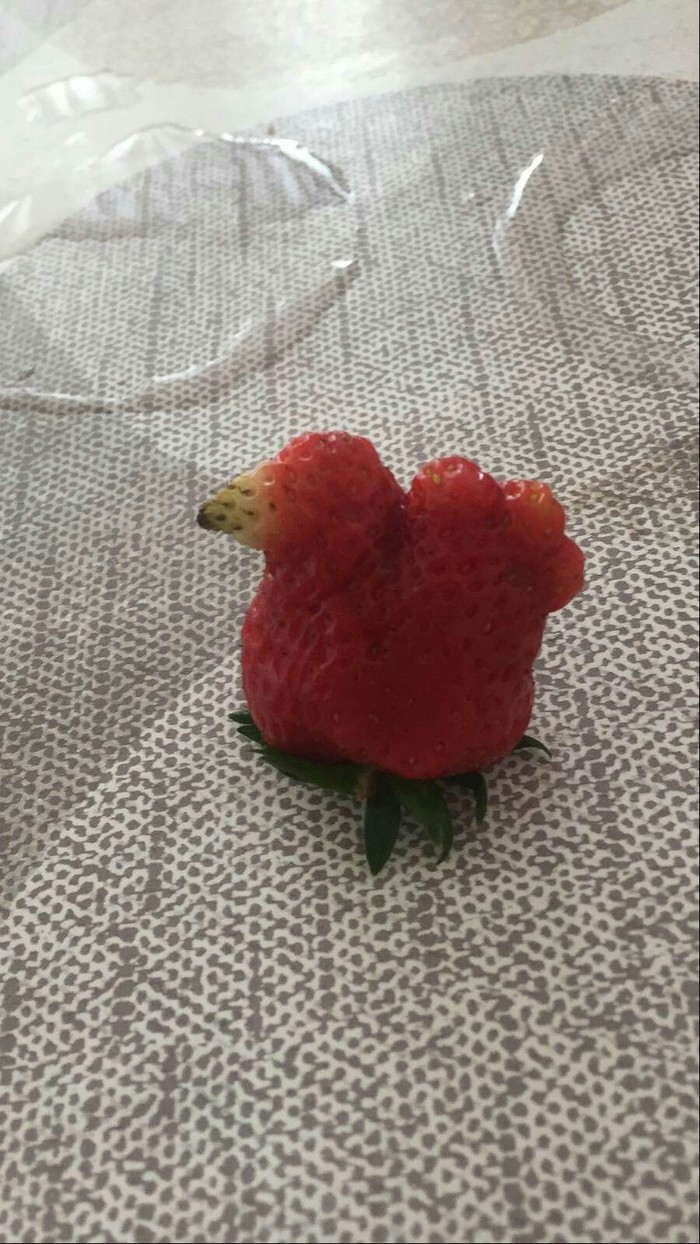Strawberries or chicken - Strawberry, Hen, Harvest, Reddit, Strawberry (plant)