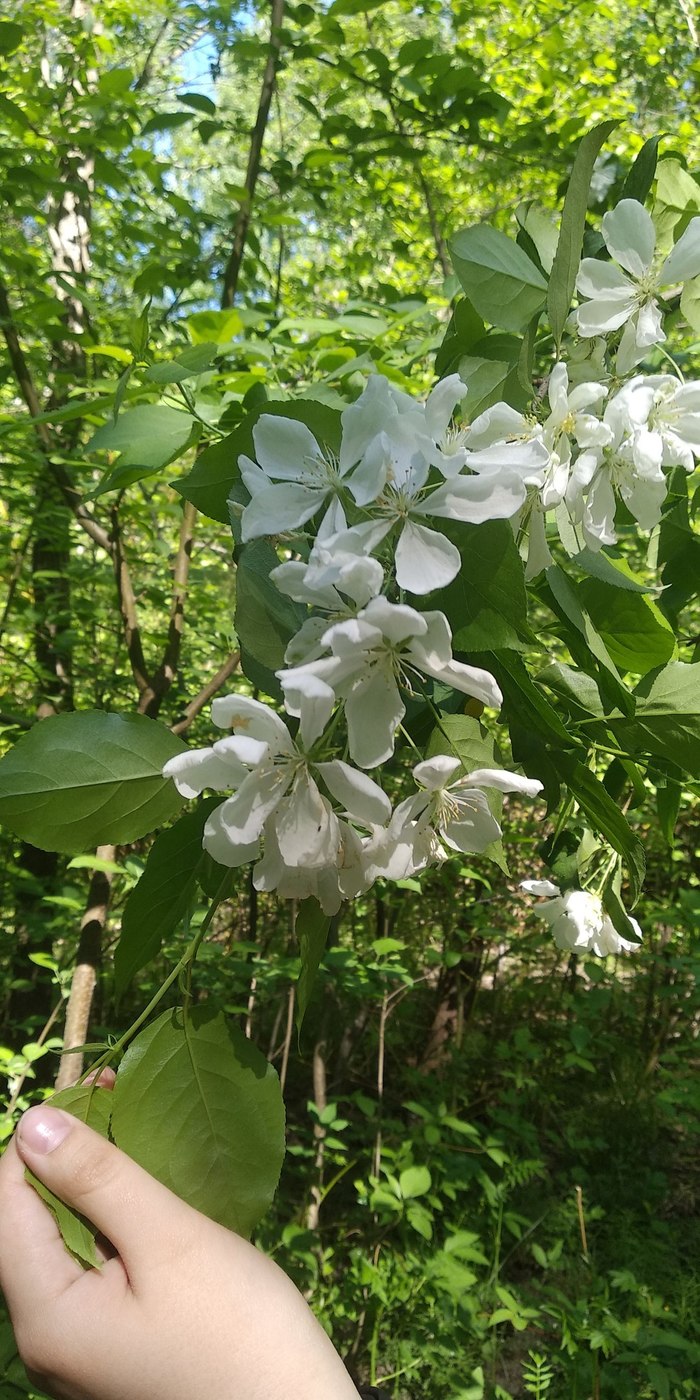 Question for florists - My, Question, Plants, What's this?, Longpost