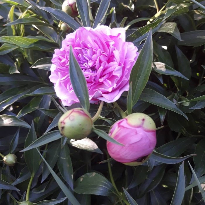 Peony from foamiran! - My, Foamiran, Peonies, Flowers, Wedding, With your own hands, Needlework, Needlework without process, Longpost