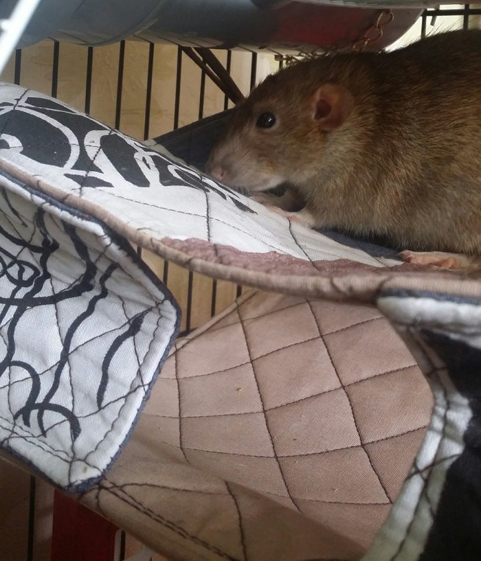 Toffee - My, Pets, Rat, Longpost, Pet, Decorative rats