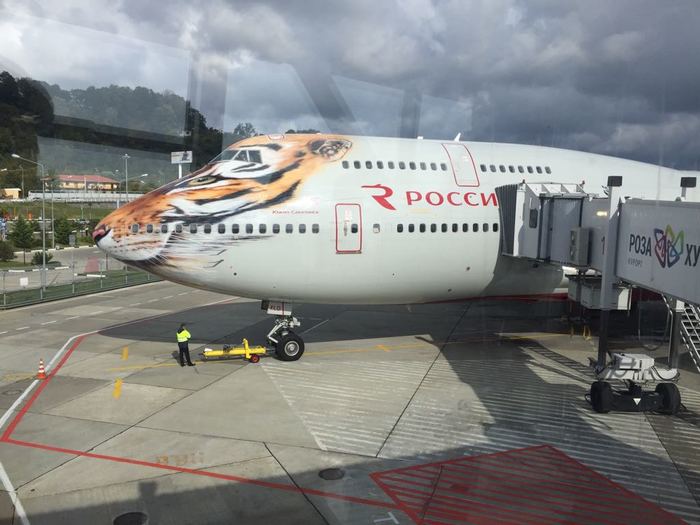 Rat or tiger? - My, Airplane, Sochi, Tiger, Rat