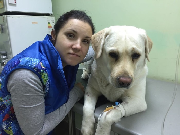 The death of a true friend due to the negligence of a doctor - Vet, , Medical malpractice, Negligence, Sergey Korolev, Moscow, Dog, Labrador