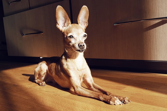 Dogs love sunbathing too! - My, My, Dog, Milota, Toy Terrier, Samsung Galaxy S8, Tan, Longpost