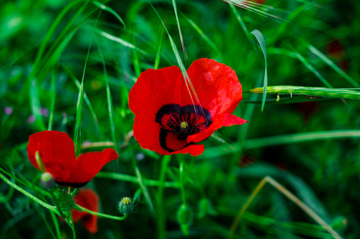 For the first time in my life I found a field of poppies - My, Poppy, Spring, Tajikistan, Beginning photographer, Longpost