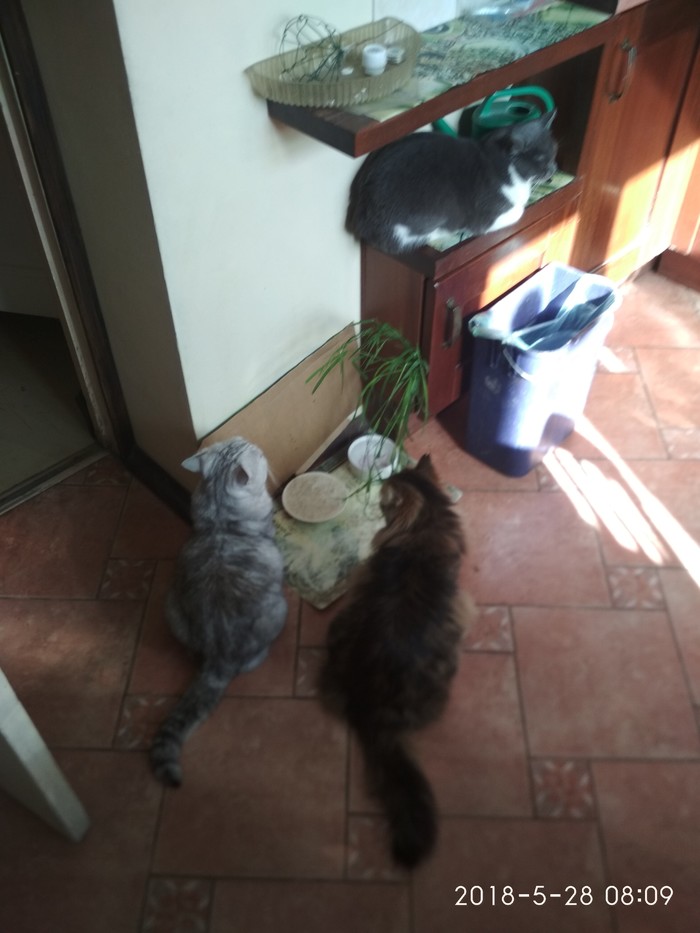 Утренний ритуал)