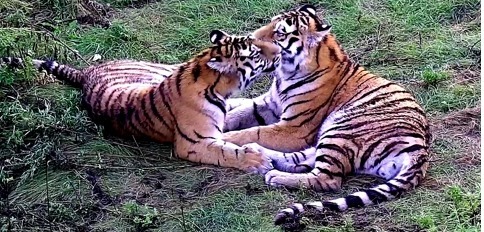 Saikhan and Lazo. - Tiger, Animal protection, To freedom, Longpost
