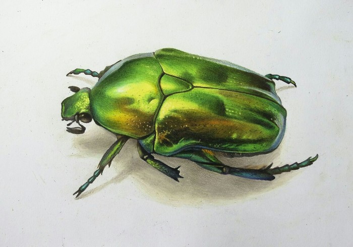 Drawing with colored pencils - My, Drawing, Pencil drawing, Pencil, Жуки, Bronzovka, Insects