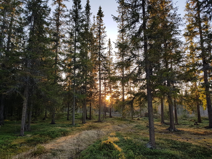 white night sunset - My, The photo, Forest, Norway, Sunset, White Nights, Pick-up headphones abroad