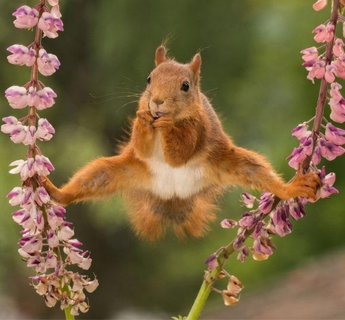 Squirrel Van Damme - Squirrel, Jean-Claude Van Damme, , Leg-split