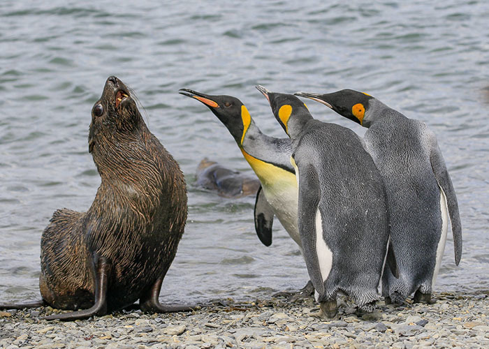 Shurui from our beach. We love other cats =) - Fur seal, King penguin, Animals