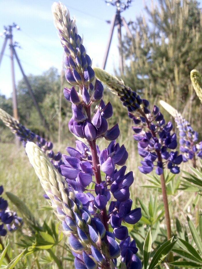 Wolf Flower - Lupine - My, Spring, The photo, Flowers, Wildflowers